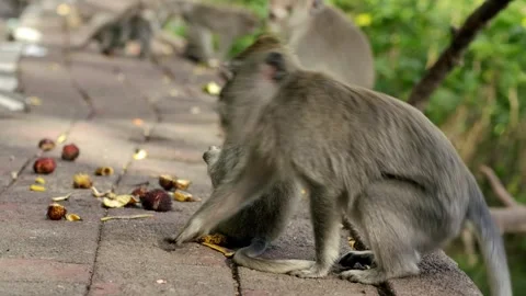 A wild macaque monkey in north of Bali, Indonesia. Stockbeeldmateriaal 257925704