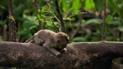 A wild macaque monkey in north of Bali, Indonesia. Stock Footage 257925777