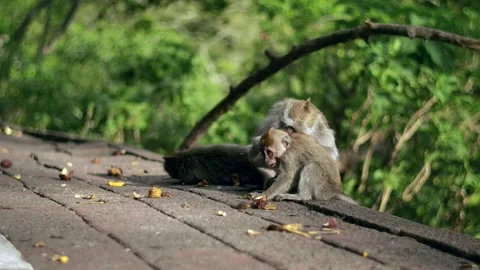 A wild macaque monkey in north of Bali, Indonesia. Stock Footage 258263025