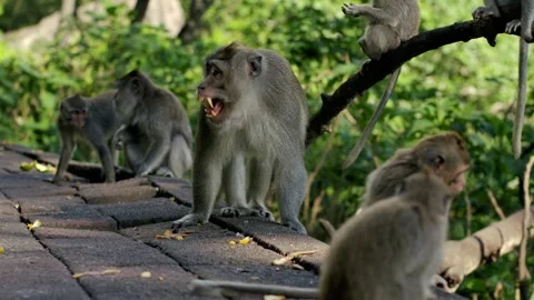 A wild macaque monkey in north of Bali, Indonesia. Stock Footage 258263098