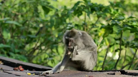 A wild macaque monkey in north of Bali, Indonesia. Stockbeeldmateriaal 258263213