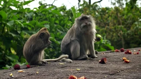 A wild macaque monkey in north of Bali, Indonesia. Stockbeeldmateriaal 258314277