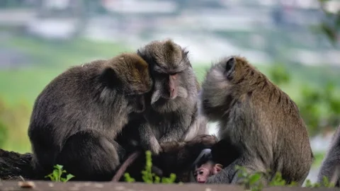 A wild macaque monkey in north of Bali, Indonesia. Stockbeeldmateriaal 258314283