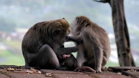 A wild macaque monkey in north of Bali, Indonesia. Stock Footage 258314296