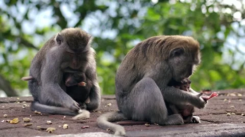 A wild macaque monkey in north of Bali, Indonesia. Stock Footage 258330834