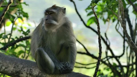 A wild macaque monkey in north of Bali, Indonesia. Stock Footage 258330984