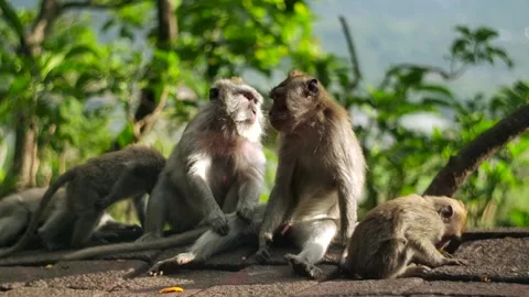 A wild macaque monkey in north of Bali, Indonesia. Stockbeeldmateriaal 258527046