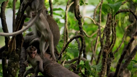 A wild macaque monkey in north of Bali, Indonesia. Stockbeeldmateriaal 258527121