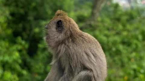 A wild macaque monkey in north of Bali, Indonesia. Stock Footage 258527224