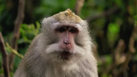 A wild macaque monkey in north of Bali, Indonesia. 库存影片 258579053