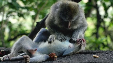 A wild macaque monkey in north of Bali, Indonesia. Stock Footage 258660691