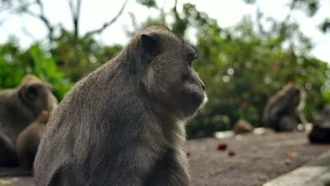 A wild macaque monkey in north of Bali, Indonesia. Stock Footage 259178867