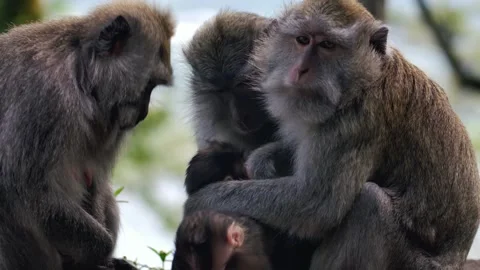 A wild macaque monkey in north of Bali, Indonesia. Stock Footage 259179036