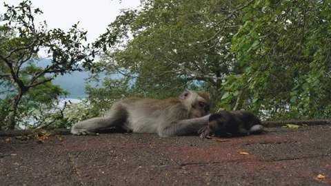 A wild macaque monkey in north of Bali, Indonesia. Stockbeeldmateriaal 259179187