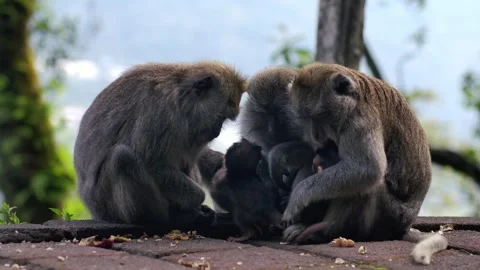 A wild macaque monkey in north of Bali, Indonesia. 스톡 동영상 259406457