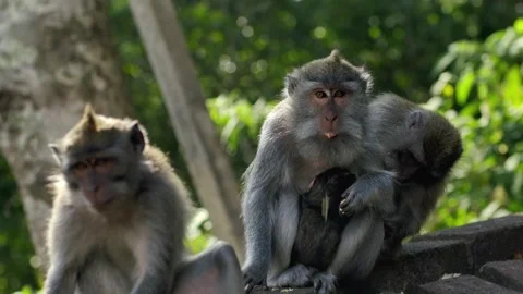 A wild macaque monkey in north of Bali, Indonesia. Stockbeeldmateriaal 259685518