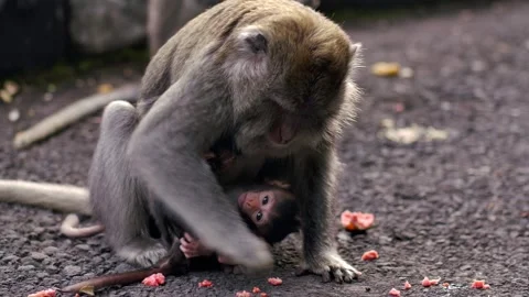 A wild macaque monkey in north of Bali, Indonesia. Stock Footage 259860333