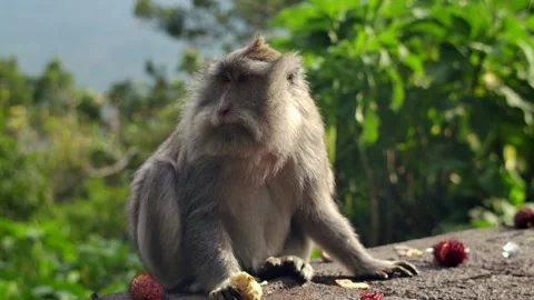 A wild macaque monkey in north of Bali, Indonesia. Stock Footage 259860348