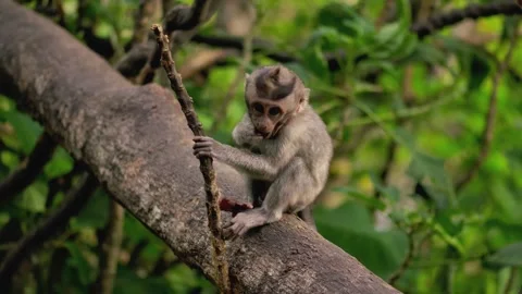 A wild macaque monkey in north of Bali, Indonesia. Stock Footage 259860388