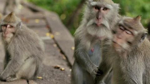 A wild macaque monkey in north of Bali, Indonesia. Stockbeeldmateriaal 260288066