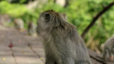 A wild macaque monkey in north of Bali, Indonesia. Stock Footage 260390105