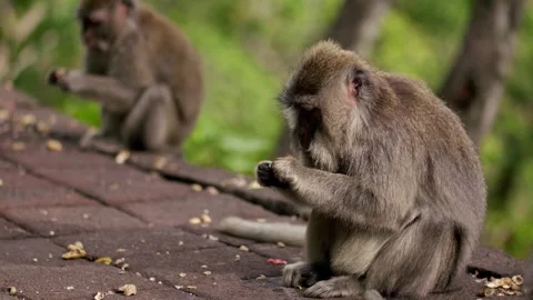 A wild macaque monkey in north of Bali, Indonesia. Stock Footage 261263476