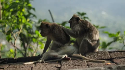A wild macaque monkey in north of Bali, Indonesia. Stockbeeldmateriaal 261499807
