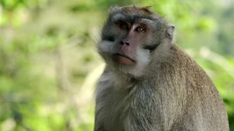 A wild macaque monkey in north of Bali, Indonesia. Stockbeeldmateriaal 262076372