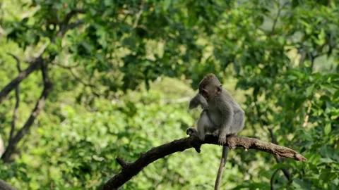 A wild macaque monkey in north of Bali, Indonesia. Stockbeeldmateriaal 262428101