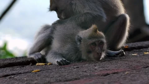 A wild macaque monkey in north of Bali, Indonesia. Stock Footage 262431876