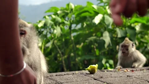 A wild macaque monkey in north of Bali, Indonesia. Stockbeeldmateriaal 262509703