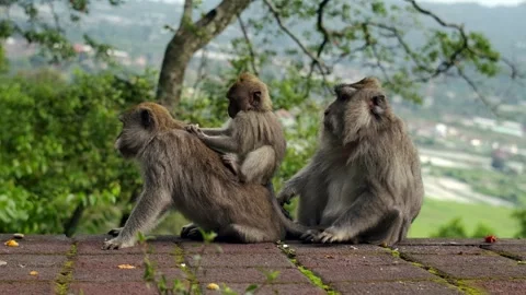 A wild macaque monkey in north of Bali, Indonesia. Stockbeeldmateriaal 262509882