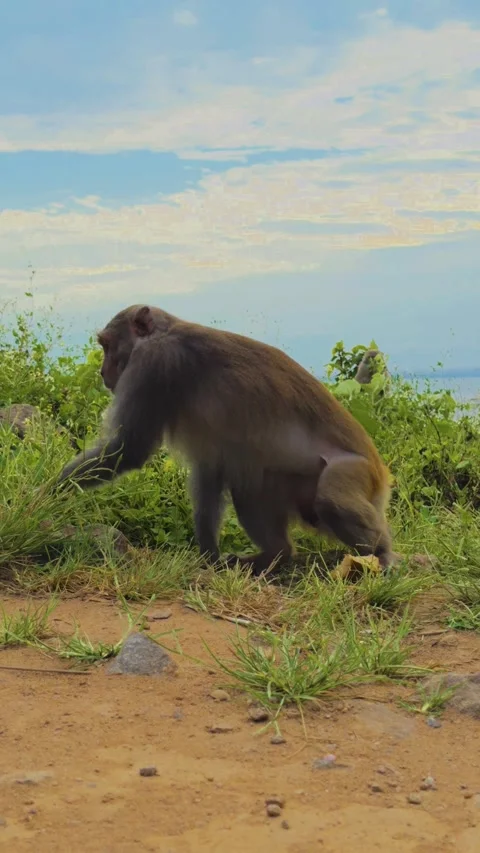 Wild Macaque Monkey Overlooking the Turquoise Sea on Son Tra Peninsula, 4K Stock Footage 331650371