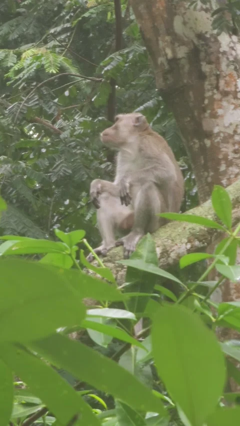 Wild Macaque Monkey Resting on a Tree Branch in Lush Jungle Vídeos de archivo 332969124