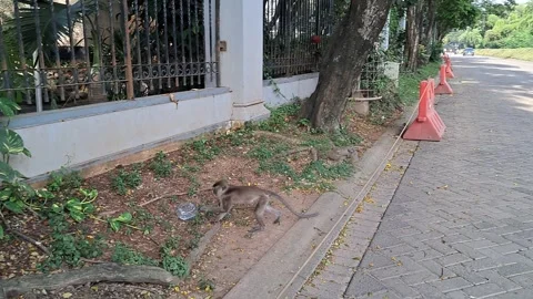 Wild Macaque Monkey Searching for Food on Paved Road Vídeo Stock 336446386