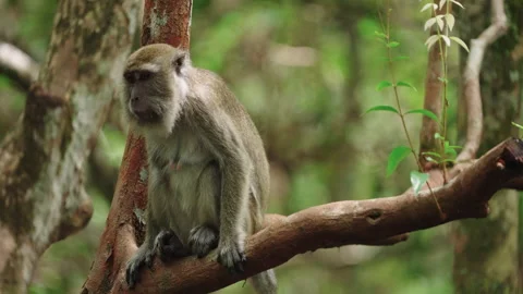 A wild macaque monkey sits in a tree eating and chewing something Stock Footage 327944056