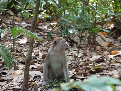 Wild macaque monkey sitting on forest floor in Bukit Lawang Indonesia Foto stock