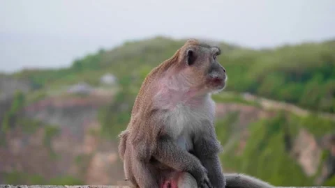 Wild macaque monkey sitting in natural habitat Stock Footage 340932603