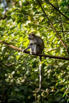 A wild macaque monkey sitting quietly on a tree branch in a lush green forest Stock Photos