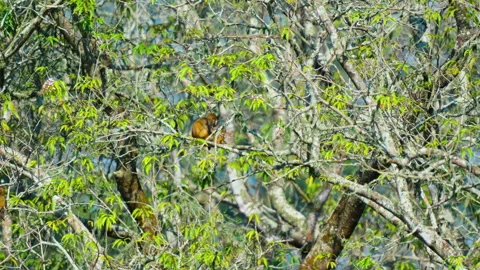 Wild Macaque Monkey Sitting On Tree Branch In Indian Jungle Stock Footage 340851506
