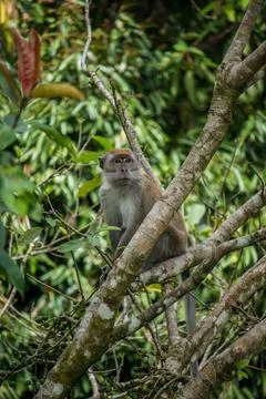 Wild Macaque Monkey Sitting on Tree Branch in Jungle Stock Photos