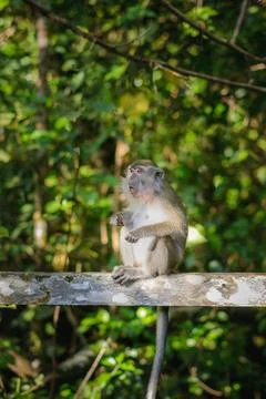 Wild macaque monkey sitting on a tree branch in a lush green forest Stock Photos