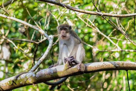 Wild macaque monkey sitting on a tree branch in a lush green forest Stock-Fotos