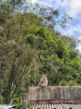 Wild Macaque Monkey Sitting on a Wall Near a Lush Tropical Forest Stock Photos