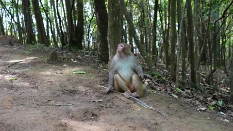 Wild macaque monkey sitting in Zhangjiajie, China, a UNESCO World Heritage Site Stock Footage 341682154