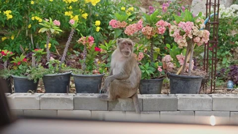 Wild Macaque Monkey In Thailand Stock Footage 345495494