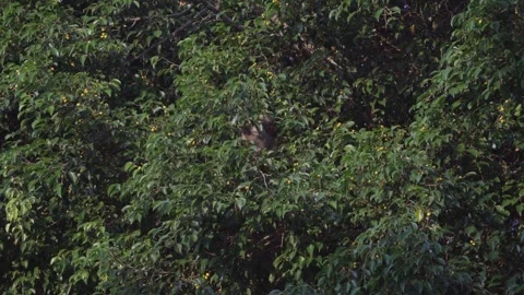 Wild Macaque Monkey in Tree Eating Yellow Fruit Video stock 343409477