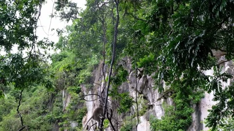 Wild Macaque Monkeys Climbing in Trees Stock Footage 163078855
