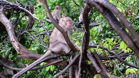 Wild Macaque Monkeys close encounter In Trees Stock Footage 163078801