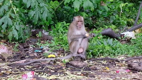 Wild Macaque Monkeys Feeding By Roadside Stock Footage 163078873